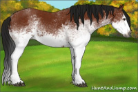Horse Color:Gray White Spotted Bay Splash  and Gray White Spotted Bay Splash 