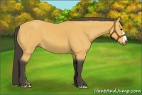 Horse Color:Buckskin 