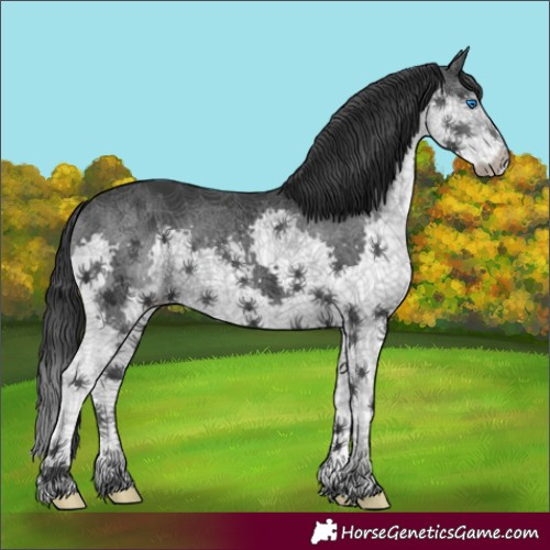 Horse Color:Black Splash 