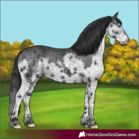 Horse Color:Black Splash 