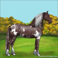 Horse Color:White Spotted Chocolate Black Chinchilla