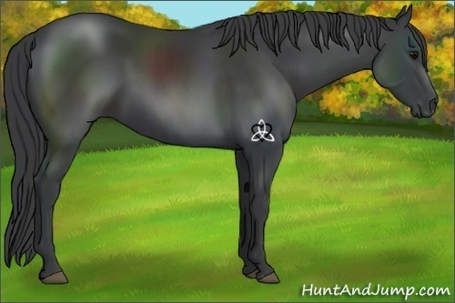 Horse Color:Black 