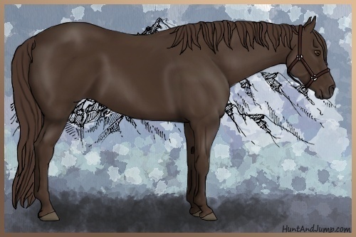 Horse Color:Liver Chestnut