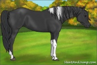 Horse Color:Black Tobiano 