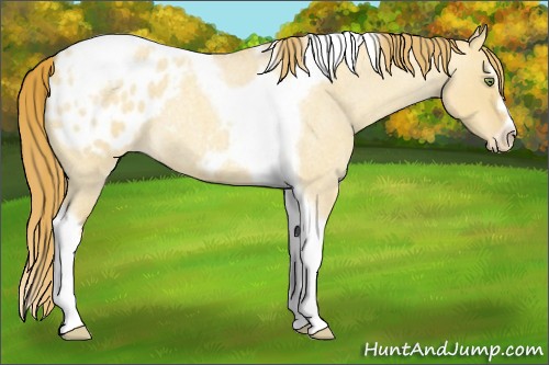 Horse Color:Gold Champagne Roan Dun Splash Tobiano Frame Appaloosa Rabicano 
