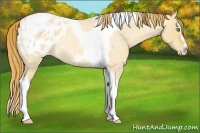 Horse Color:Gold Champagne Roan Dun Splash Tobiano Frame Blanket Rabicano 