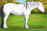 Horse Color:White Spotted Black 