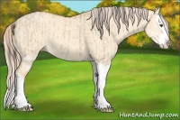 Horse Color:Classic Champagne Dun Splash  and Gold Champagne Dun Splash 