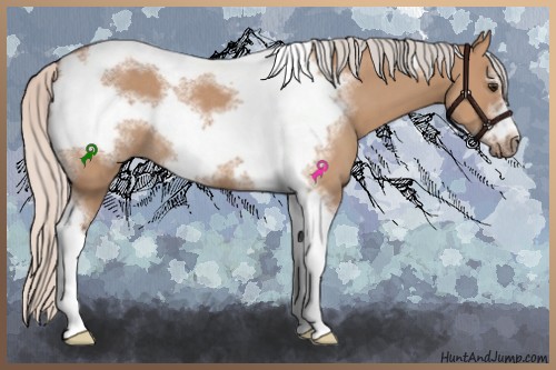 Horse Color:Silver Bay Dun Sabino Tobiano Frame Rabicano 