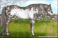 Horse Color:White Spotted Chocolate Palomino Frame