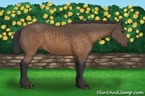 Horse Color:Buckskin 