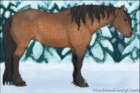 Horse Color:Buckskin 