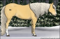 Horse Color:Palomino Sabino 