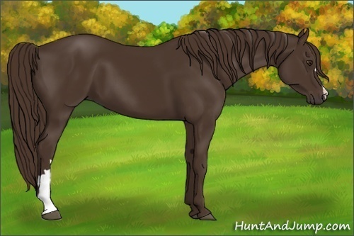 Horse Color:Liver Chestnut 