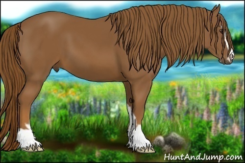 Horse Color:Chestnut Sabino 