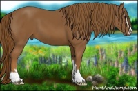 Horse Color:Chestnut Sabino