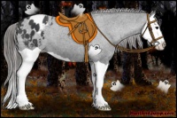 Horse Color:Black Splash Appaloosa 