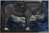 Horse Color:Black and Black