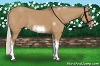 Horse Color:Silver Bay Dun Sabino Tobiano Frame Rabicano