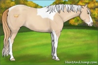 Horse Color:Gold Champagne Splash Tobiano