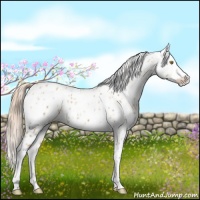 Horse Color:Gold Champagne Appaloosa  and Gold Champagne Appaloosa 