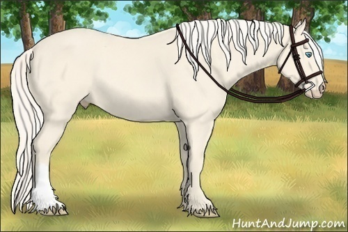 Horse Color:Cremello 