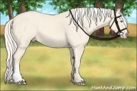 Horse Color:Cremello 