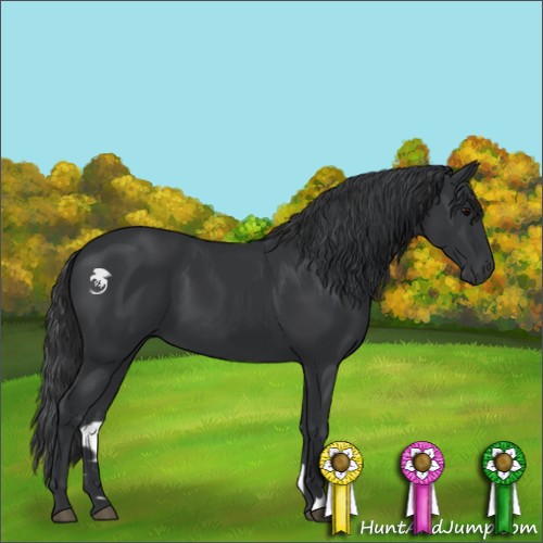 Horse Color:Black 