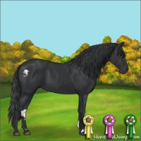 Horse Color:Black 