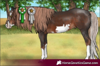 Horse Color:Liver Chestnut Splash Frame 