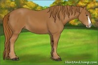 Horse Color:Chestnut Splash 