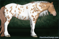 Horse Color:Gray Gold Cream Champagne Tobiano Near Leopard Rabicano