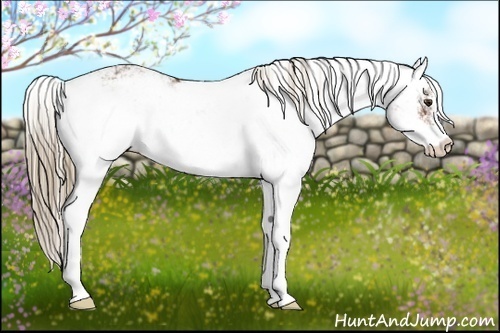 Horse Color:Liver Chestnut Sabino 