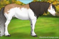 Horse Color:Bay Splash Frame