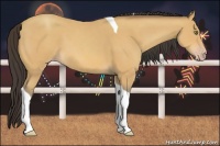Horse Color:Amber Champagne Tobiano 