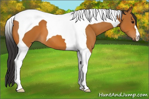 Horse Color:Bay Tobiano 