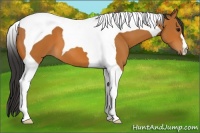 Horse Color:Bay Tobiano 