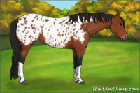 Horse Color:Gray Bay Near Leopard 