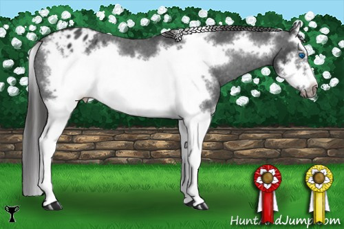 Horse Color:Black Splash Frame Appaloosa