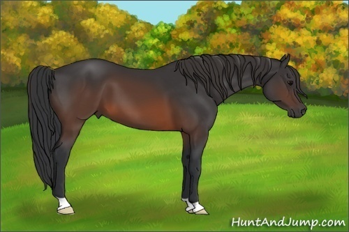 Horse Color:Brown 