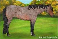 Horse Color:Bay Roan 