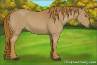 Horse Color:Chestnut Rabicano 