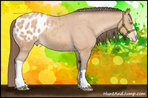 Horse Color:Amber Champagne Appaloosa 