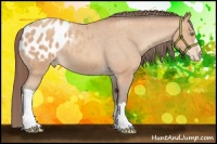 Horse Color:Amber Champagne Appaloosa 