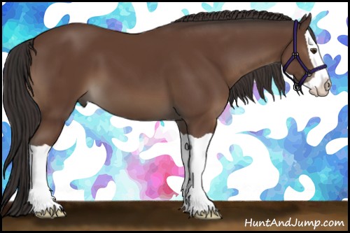 Horse Color:Bay Splash 