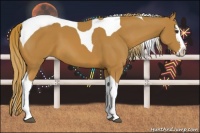 Horse Color:Chestnut Splash Tobiano 