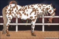 Horse Color:Chestnut Frame Appaloosa 