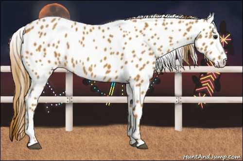 Horse Color:Chestnut Appaloosa 