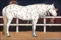 Horse Color:Chestnut Appaloosa 
