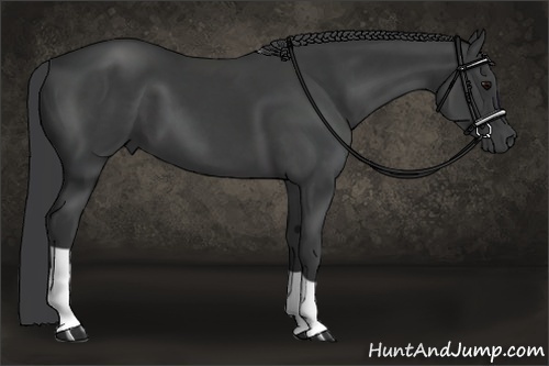 Horse Color:Black 